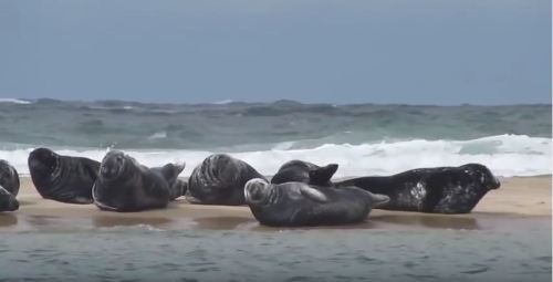 Cape cod grey seals video capture 2011