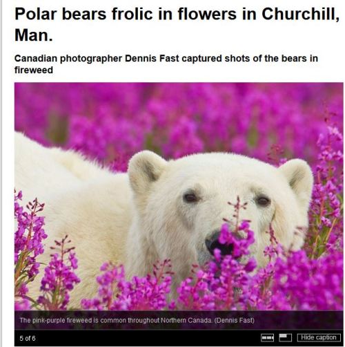 Churchill pbs in wildflowers_CBC feature_August 2015