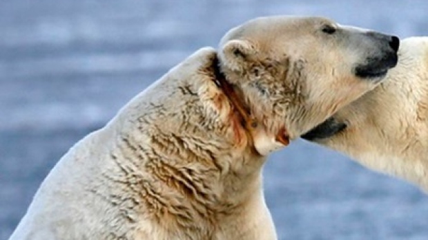 polar-bear-radio-collar_CBC Oct 28 2015