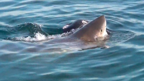 SharkAttacks seal cape cod 2012 video capture