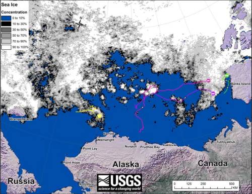 Beaufort tracking USGS bear-movements-July 2016 sm
