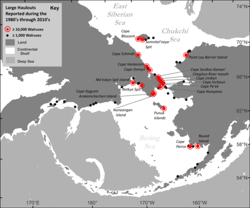 walrus haulout data-USGS 31 July 2016 NPR
