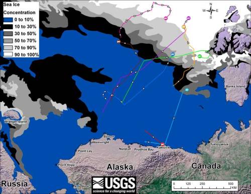 beaufort-tracking-usgs-bear-movements-august-2012_sm
