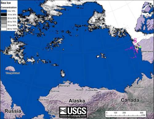 beaufort-tracking-usgs-bear-movements-august-2016-sm