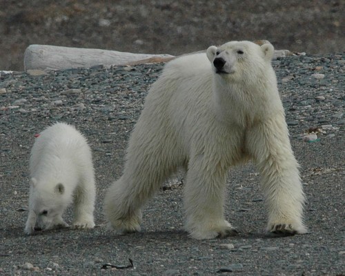 mother-and-cub-on-beach_Stirling