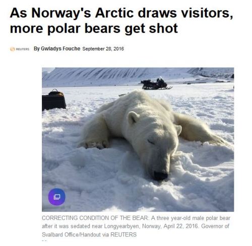 svalbard-more-visitors-more-bears-shot_28-sept-2016-yahoo