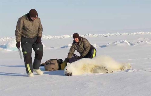 tranquilized_pb570_s-beaufort-march-2014_usgs