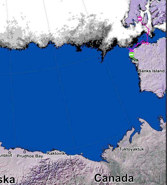 beaufort-tracking-usgs-bear-movements-september-2016-lg-closeup