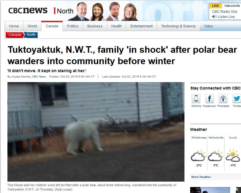 tuk-polar-bear-sighting-sept-29_cbc-oct-1-2016-headline