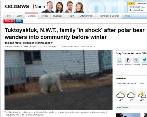 tuk-polar-bear-sighting-sept-29_cbc-oct-1-2016-headline