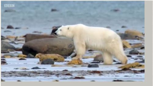 bbc-live-ii-fat-polar-bear-03