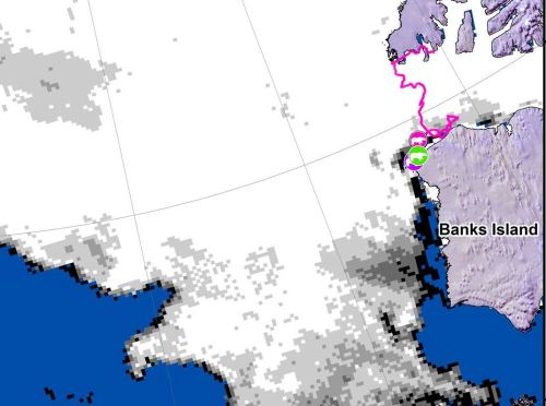 beaufort-tracking-usgs-bear-movements-october-2016-lg-closeup
