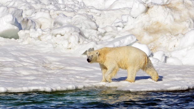 polar-bear-habitat_usgs-from-cbc-story-sept-19-2015