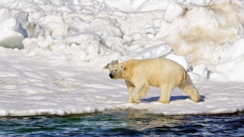 polar-bear-habitat_usgs-from-cbc-story-sept-19-2015