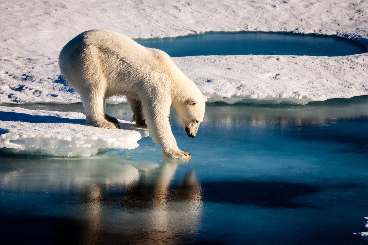 polar-bear-tests-thin-ice_mario-hoppmann_noaa-funded-imaggeo-egu-eu