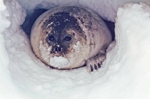 ringed-seal-in-snow-cave_b-kelly-wikipedia