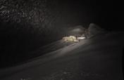 svalbard-female-2-cubs-16-jan-2017_bearsmine7_icepeople-news