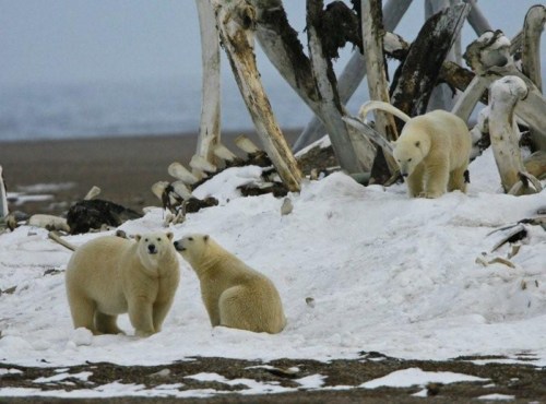 polar_bear_family_at_bone_pile-kaktovik-20-april-2016
