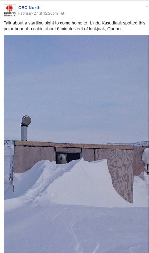 bear-onshore-end-feb-2017_cbc-photo-facebook