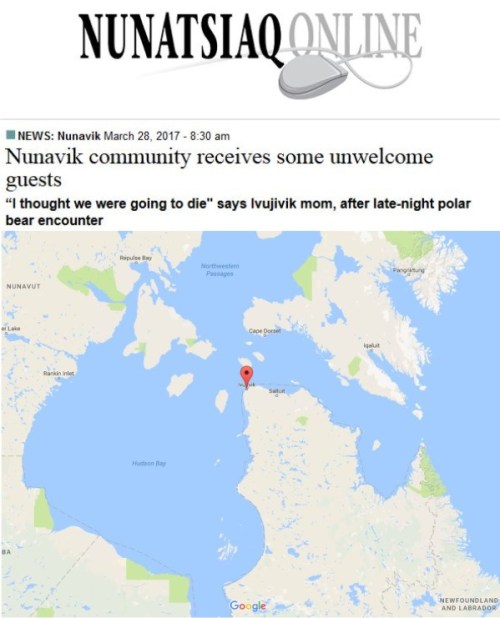 Ivujivik polar bear encounter plus headline_NunatsiaqOnline 28 March 2017