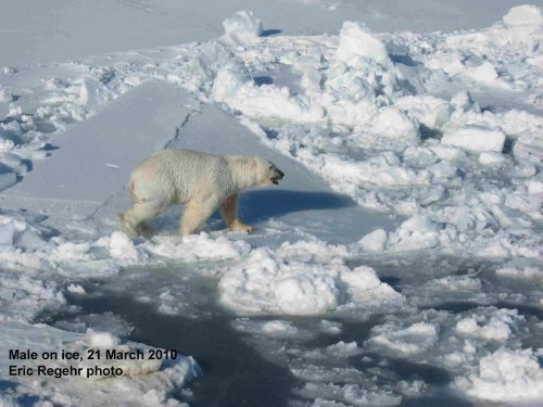 Polar_Bear_male_Regehr photo_March 21 2010_labeled