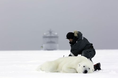 Svalbard polar bear Jon Aars_Norsk Polarinstitutt