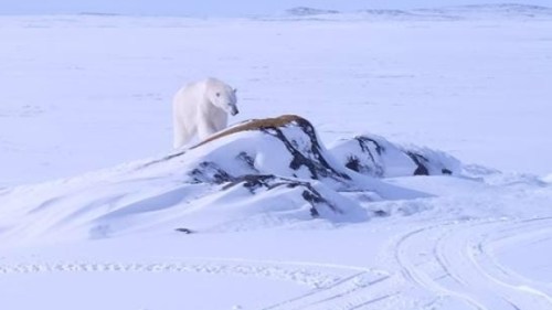 Black Tickle polar-bear 7 March 2017_Sherman Downey shared photo