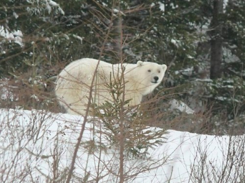 Bonavista nfld Polar Bear 2017 April 2_Brandon Collins shared photo CBC