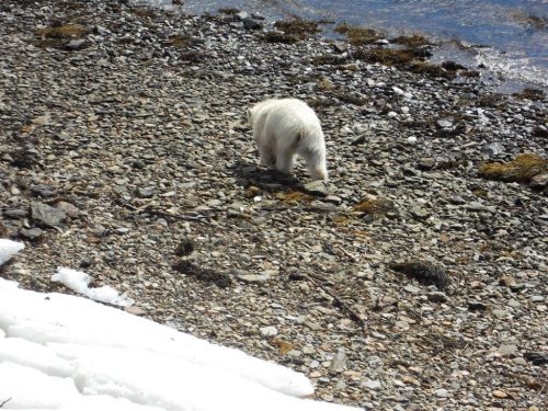 Brookside southern Nfld pb_Rosyln Denty_9 April 2017