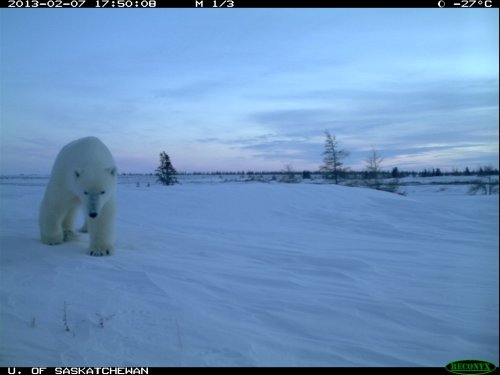 Doug Clark photo polar bears onshore in Feb 2013 Wapusk NP