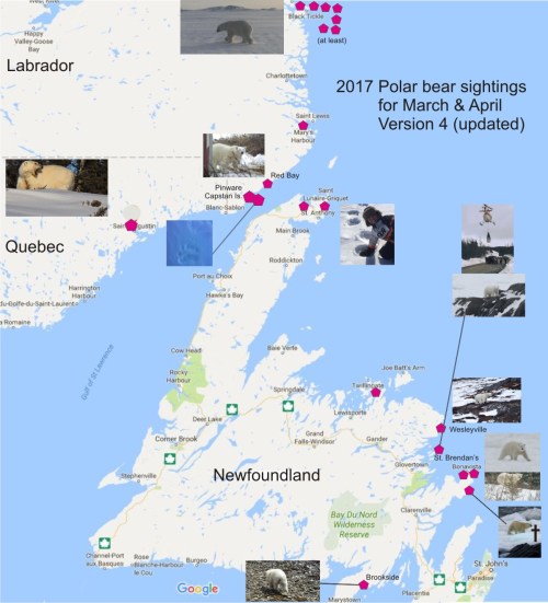 East Coast March April polar bear sightings 2017 V4_22 April_PolarBearScience