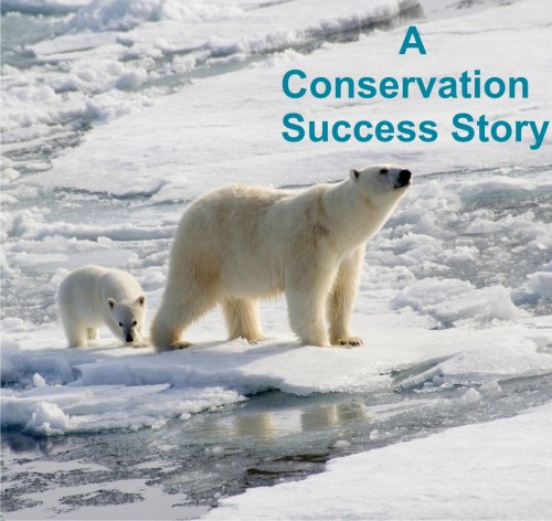 Female with cub_Shutterstock_PolarBearScience