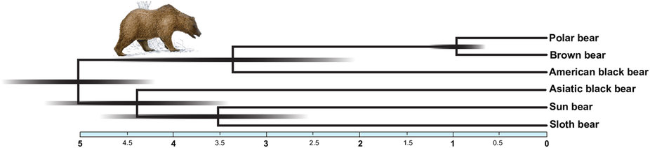 Kumar et al 2017 hybridization in bear evolution_fig 5