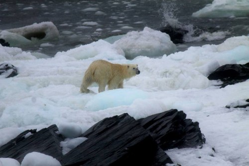 Little Catalina pb 8 on the rocks April 2017 Brandon Collins_The Pilot
