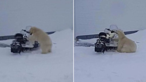 Melrose nfld Polar Bear 01 snowmobile_2017 April 3_Shelly Ryan shared photo CBC