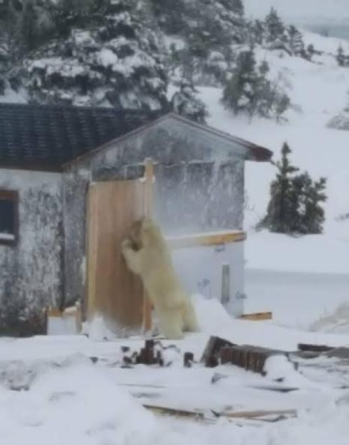 Melrose nfld Polar Bear 02_2017 April 3_Shelly Ryan shared photo CBC
