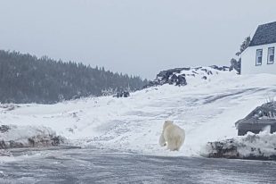 Melrose nfld Polar Bear 02_2017 April 4_Dion Diamond shared photo THE PACKET