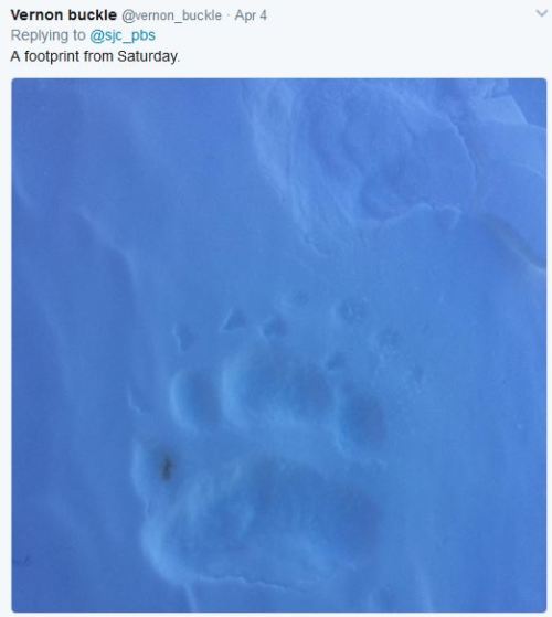 Pinware footprint_Vernon Buckle