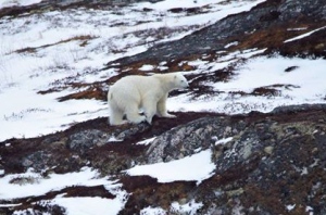 polar-bear-new-wes-valley_Dana Blackmore shared_CBC 3 April 2017