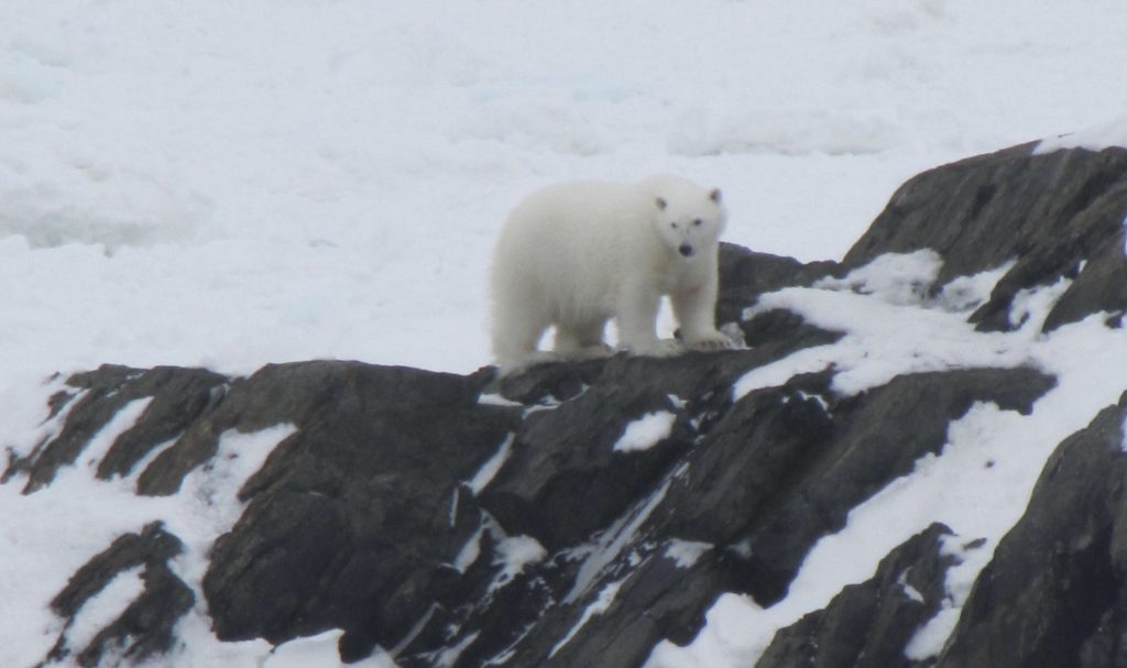 St brendan's bear 01 VOCM report 5 April 2017 Tracy Hynes