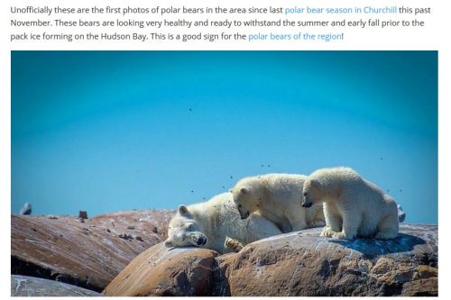 ChurchillPolarBearsDotOrg_July 14 2017 Alex De Vries photo