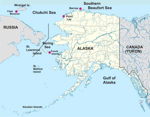Chukchi Beaufort Walrus map_PolarBearScience