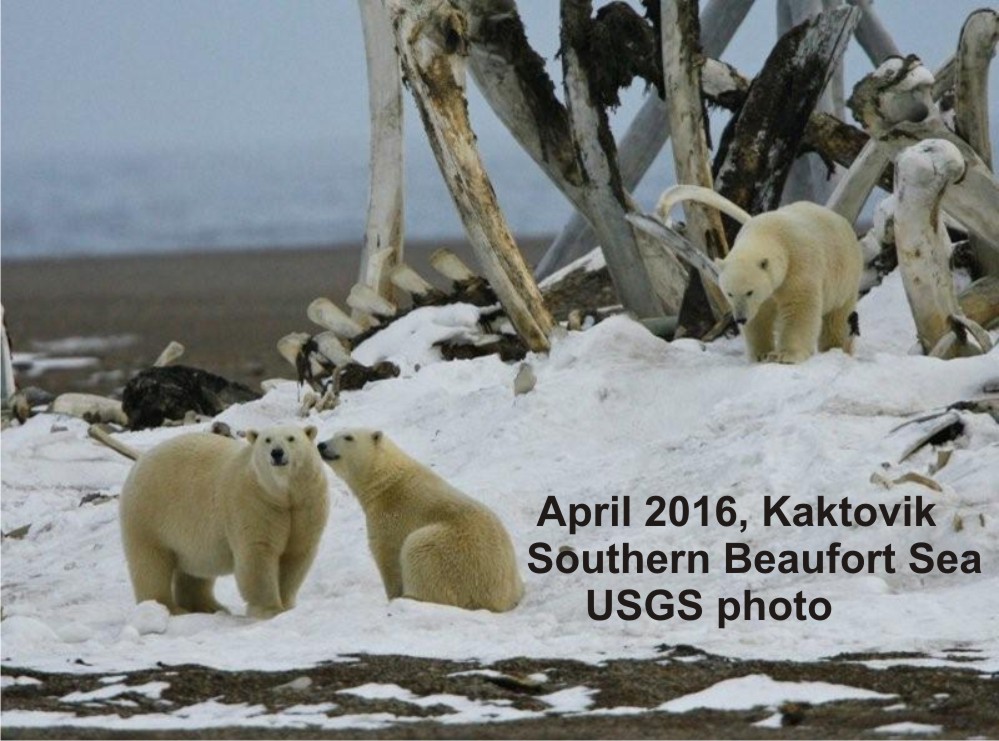 Fat mother and cubs_Southern Beaufort April 2016_USGS