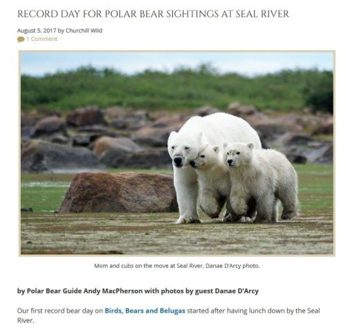 Seal River polar bear report for 2017 Aug 5
