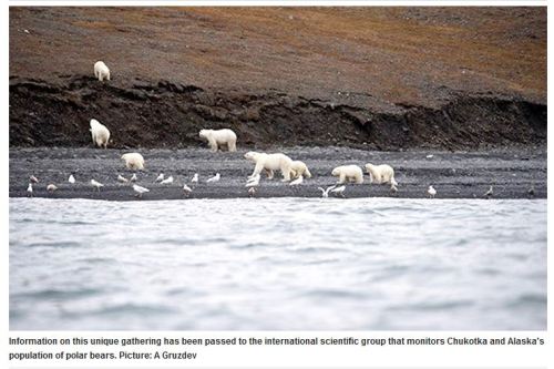 Wrangel Island bears on whale_29 Sept 2017 Siberian Times
