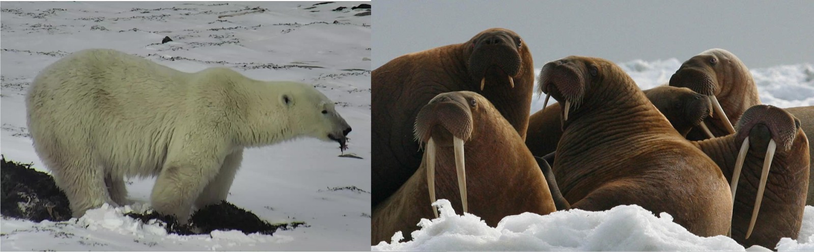 Churchill polar bear and walrus 2017