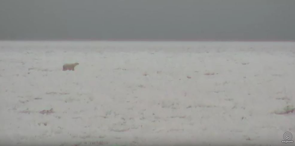 Polar bear on the sea ice_Churchill_8 Nov 2017_Explore dot org cam my photo 2