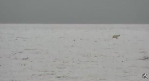 Polar bear on the sea ice_Churchill_8 Nov 2017_Explore dot org cam my photo 3
