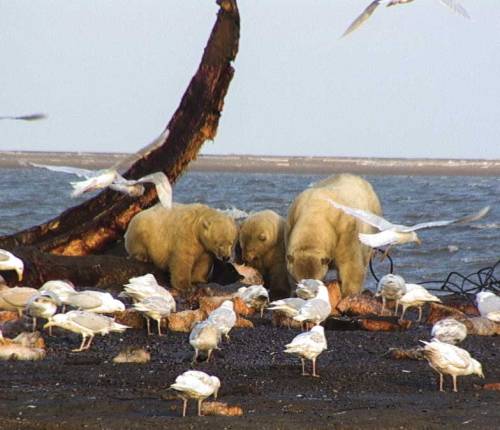 polar_bear_sow_two_cubs_feeding_with_gulls_Kaktovik_USGS
