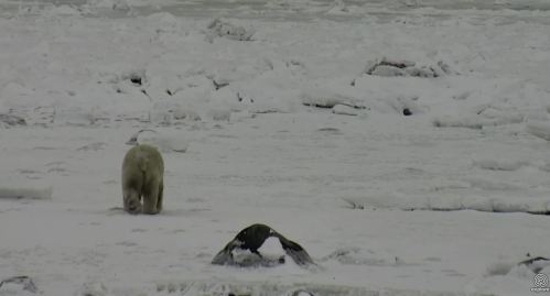 Tundra Buggy Cam_10 Nov 2017_bear headed offshore pm